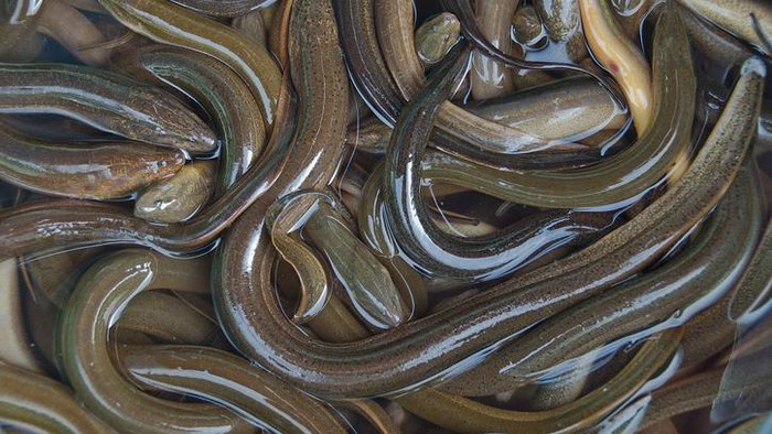 Misteri Reproduksi Belut yang Belum Terjawab