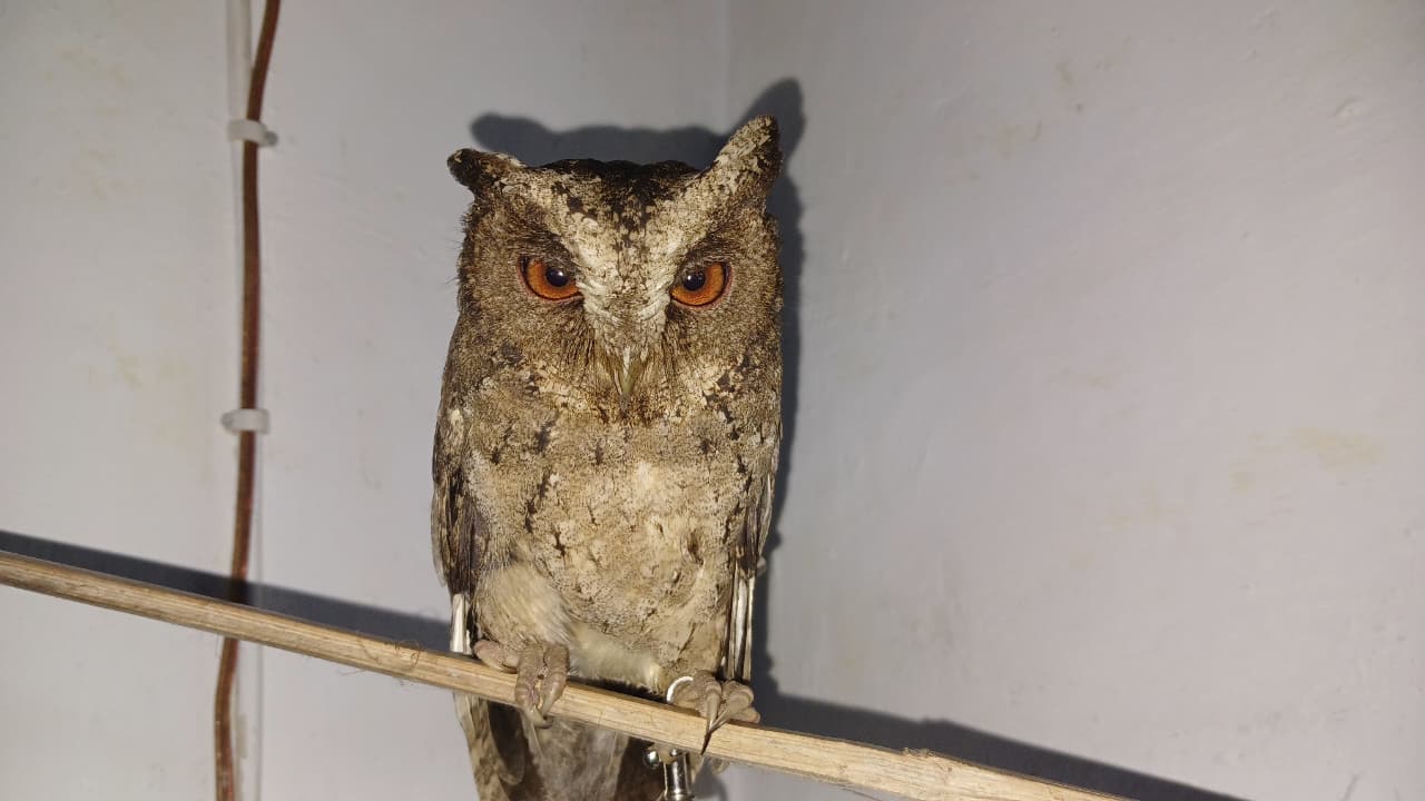 Mengintip Fakta Unik Burung Hantu Celepuk Reban