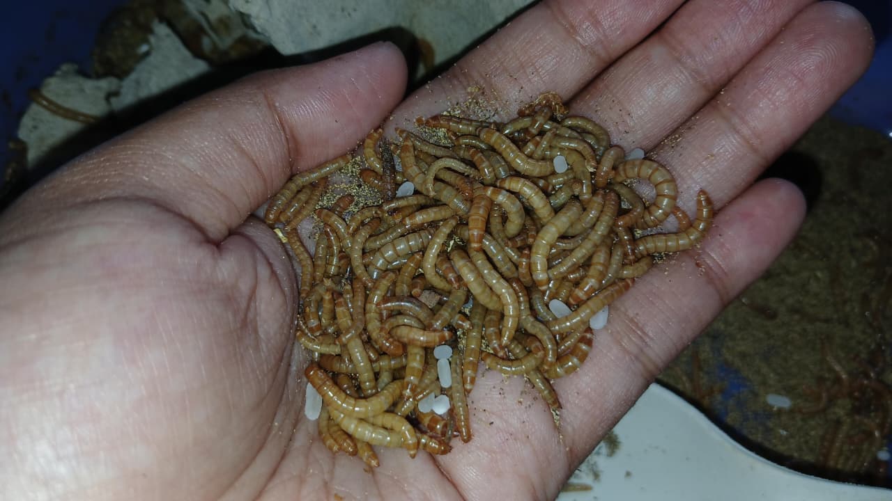 Mengenal Ulat Hongkong sebagai Extra Fooding: Manfaat, Nutrisi, dan Teknik Budidaya
