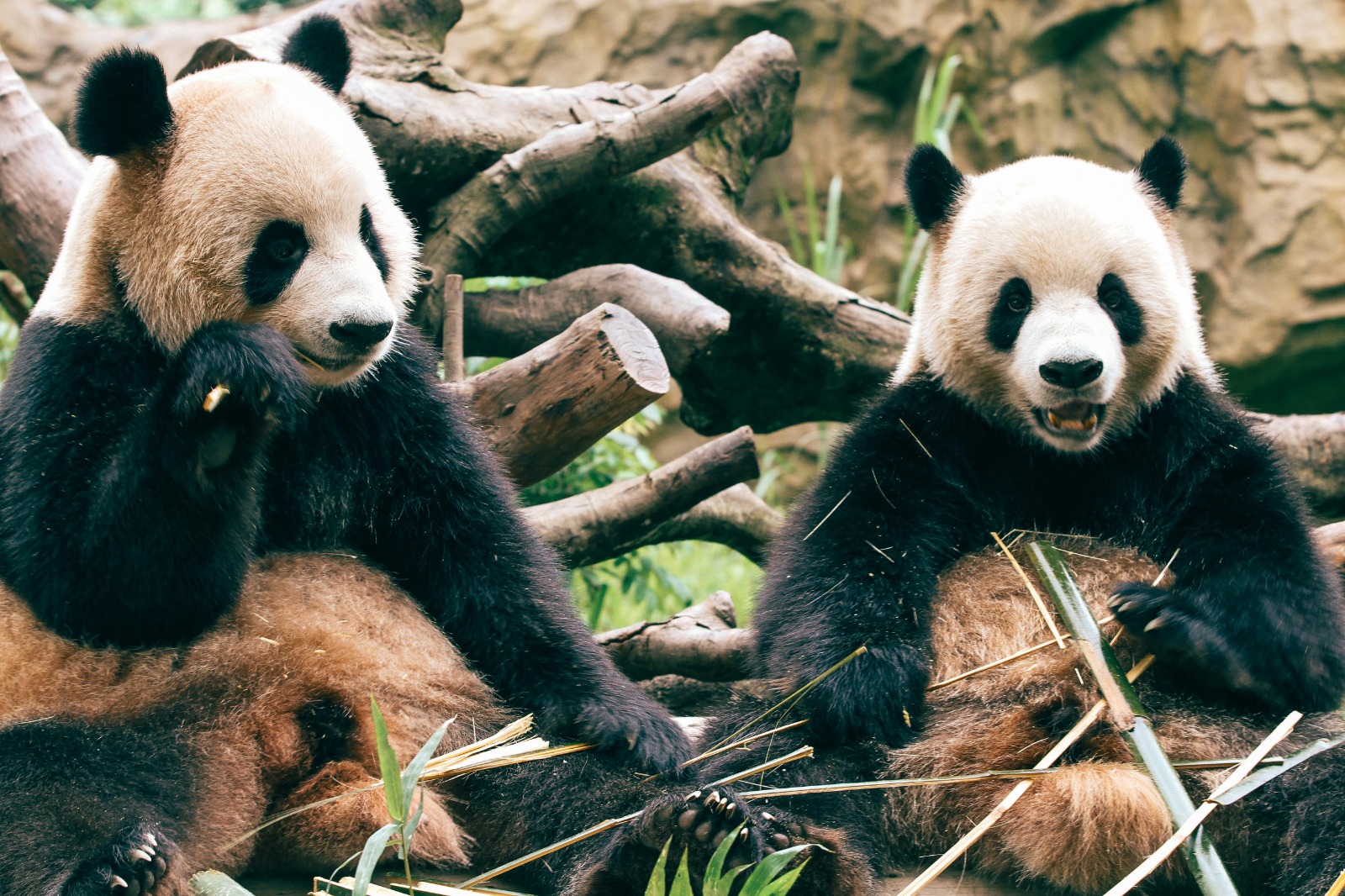 16 Maret Hari Panda Nasional, Ini Fakta Uniknya